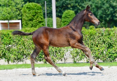 paard-dominus-van-de-pikkerie-z-55.jpg