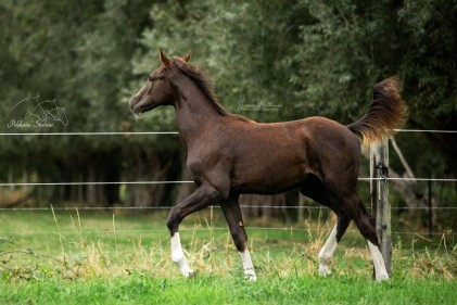 paard-ultimate-5.jpg
