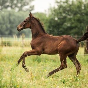 paard-dominus-4.jpg