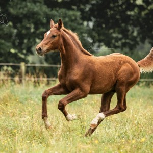 paard-pegasus-z-2.jpg