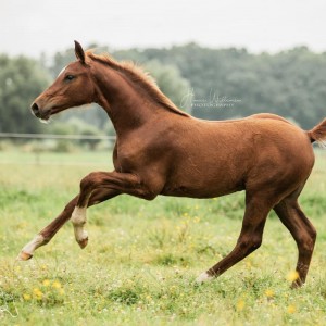 paard-pegasus-z-3.jpg